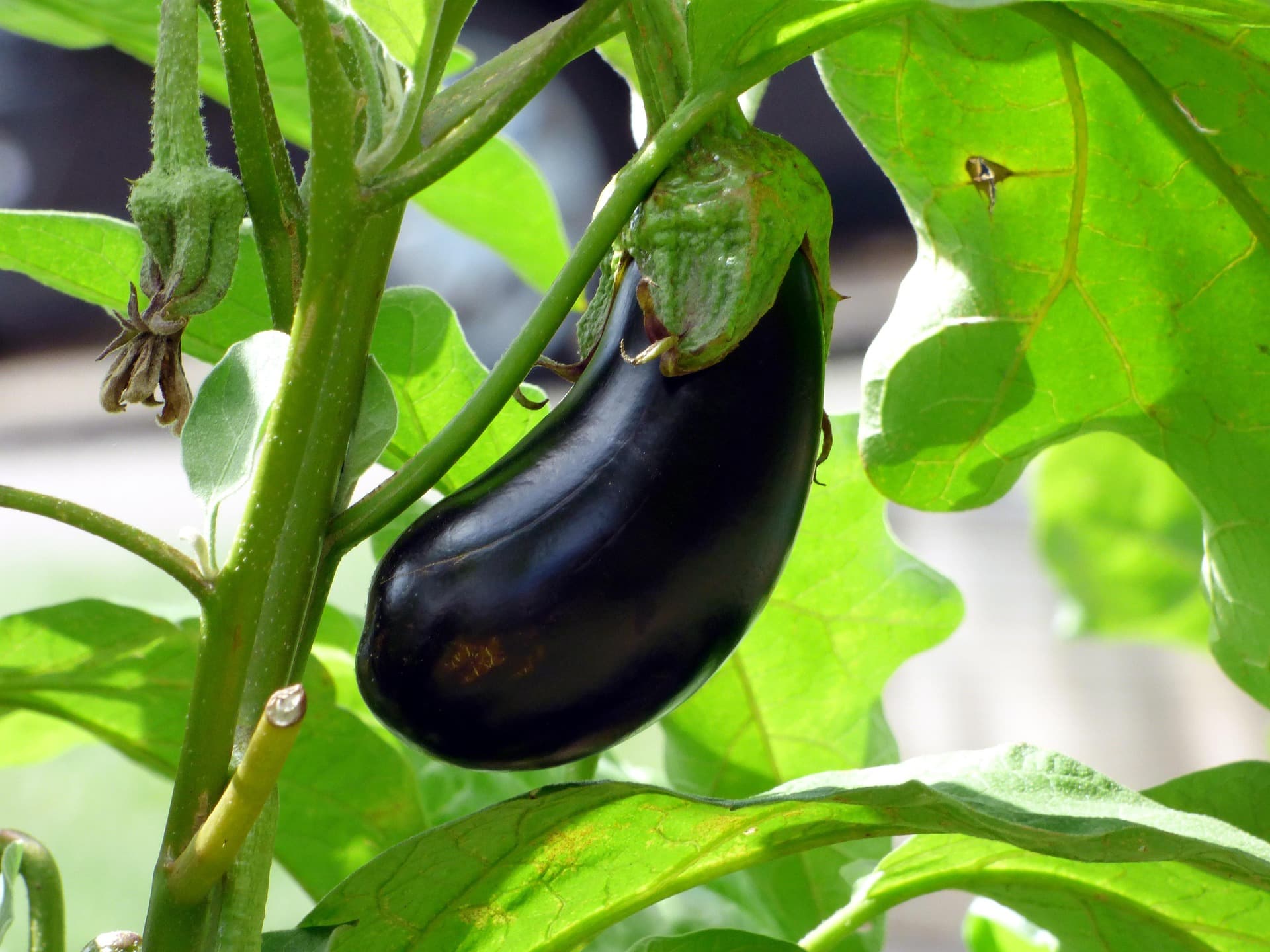 Aubergine